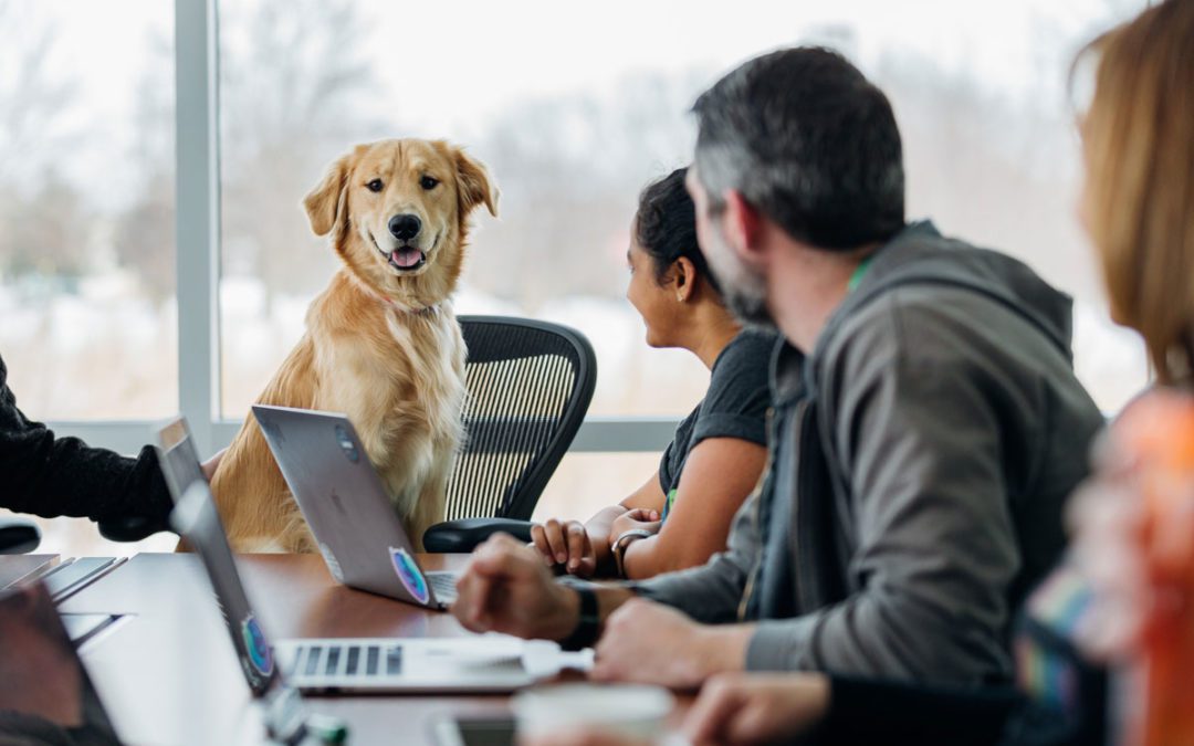 Hunde am Arbeitsplatz: Wau oder Wow?