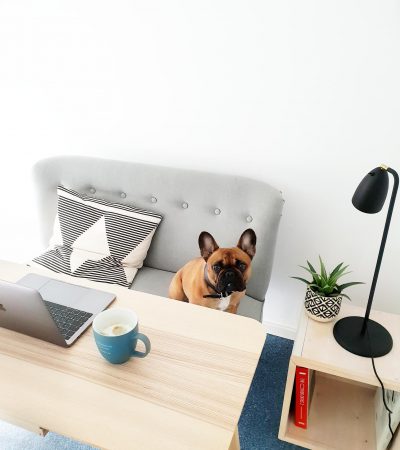 spendit_buerohund-400x450